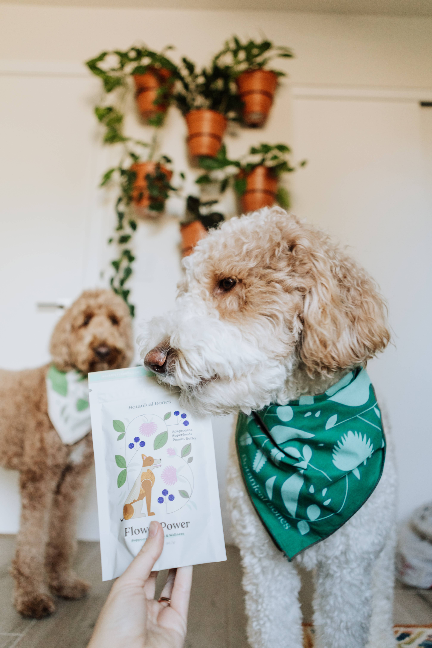 Flower Power - Superfood Dog Treats