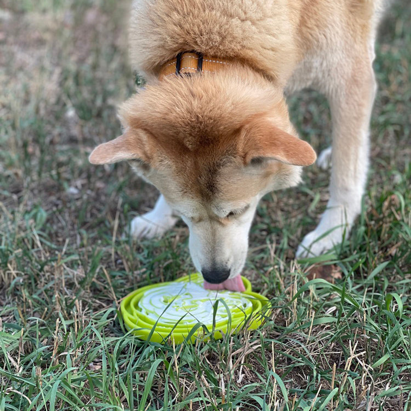 Water Frog Design eTray Enrichment Tray for Dogs