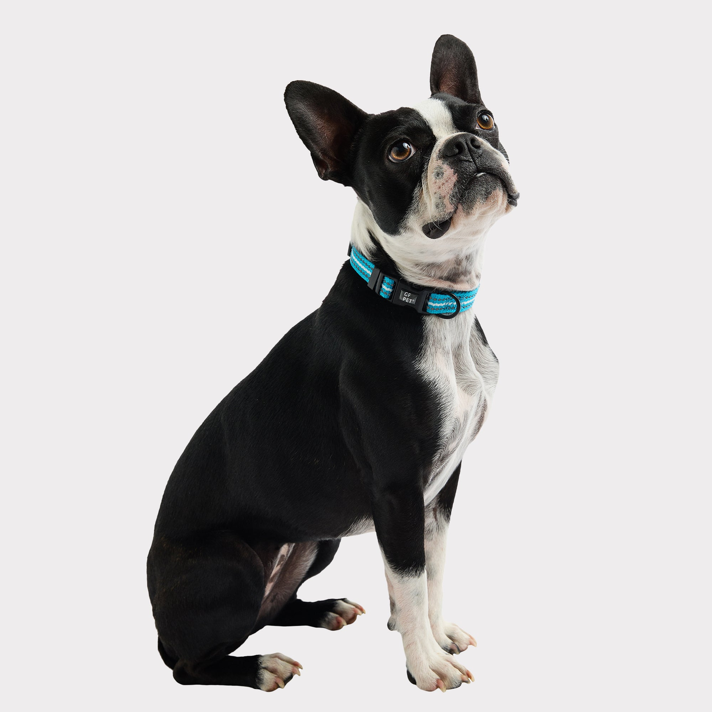 GF Pet  Reflective Collar