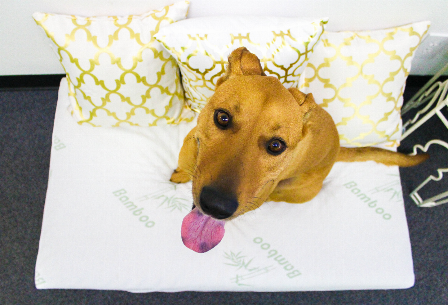 Bamboo Memory Foam Pet Bed